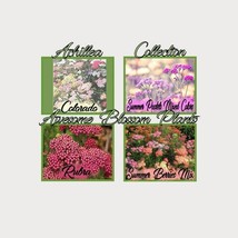 Pick A 4 Pack Of Achillea Seed Fresh Seeds USA - £17.44 GBP