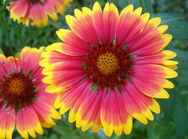 Gaillardia Aristata Bremen Indian Blanket Flower 50 Seeds Seeds Fresh Fast Shipp - £14.41 GBP