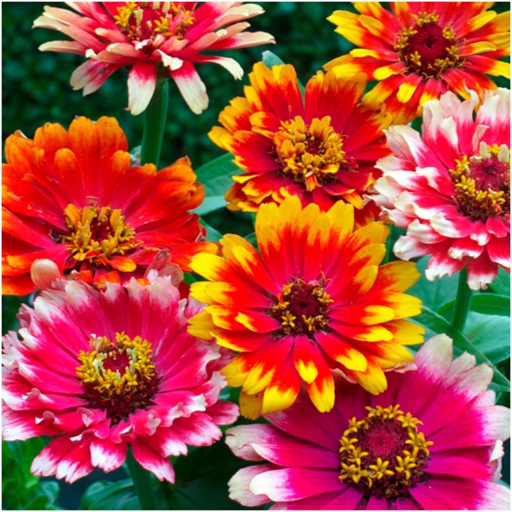 Primary image for 100 Seeds ~ Zinnia Carrousel Mix