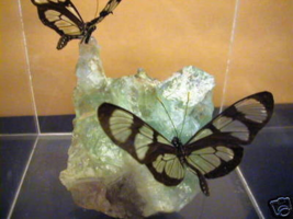 2 Butterfly Display Box Framed - Amber Wing Aka &quot;Glass Wing Butterfly&quot; Brazil - £47.90 GBP
