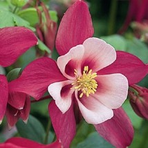 RAFHSTORE 25 Aquilegia Caerulea Rose Queen Columbine Flower Seeds Perennial US S - $10.88