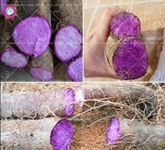 USA SELLER 100Pcs Purple Yam Purple Ginseng Long Taro Cylindrical Roots For Food - £13.27 GBP