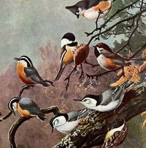 Chickadee Nuthatch Titmouse 1955 Plate Print Birds Of America Nature Art... - $13.50