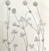 Clover Trifolium Flower Drawing Victorian 1887 Art Print Agriculture DWT9C - £19.66 GBP