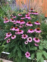 150 seeds Echinacea Deep Purple Pink Coneflower Compact plant prolific F... - $10.00