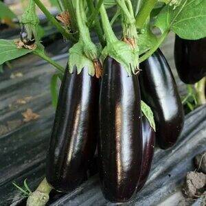 Japanese Black Long Eggplant, 1000 Seeds