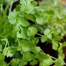 Stunning 100 Cilantro Coriander seeds organic - €2,76 EUR