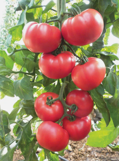 LD 100 Seeds Beefsteak Heirloom Tomato, Slicing Tomato Fast Shipping - $8.22