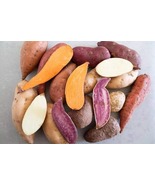 Sweet Potato Lover&#39;s Mix - 10 Sweet Potato Slips Plants - $501.04 MXN