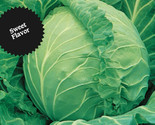 250 Seeds Cabbage Seeds Copenhagen Market Heirloom Non Gmo Fresh Fast Sh... - £7.22 GBP