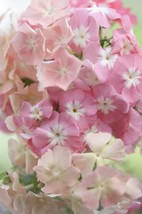 THJAR 50 Beauty Phlox Seeds Flower Perennial Seed Flowers Butterfly 1236 US - $7.49