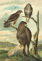 Original Antique Chromolithograph Litho Bird The Common Buzzard Buteo Black Aves - £21.20 GBP