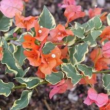 Bougainvillea rooted BAMBINO ORANGE ICE Starter Plant - £20.87 GBP