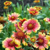 Landscaper&#39;S Pack Blanket Flower Mix Bulk Annual &amp; Perennial 500 Seeds F... - £9.57 GBP