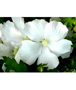 Live Plant Solid White Rose Of Sharon Hibiscus Althea 6 Inch To 1 Ft Sta... - $731.45 MXN