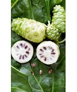 VCS Morinda Citrifolia 15 Seeds Noni Cheese Fruit Shrub Small Tree India... - €13,68 EUR