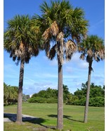 2 live plant Sabal Palm Tree cabbage palm 6&quot; bare root blue / Carolina p... - €20,02 EUR
