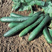 25 Sweet Success Cucumber Seeds Hybrid Easy Grow Vegetable Garden Pickli... - $13.59