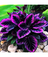 Beautiful Plant Purple Tip Calathea Couture Flower Indoor or Outdoor 25 ... - $127.33 MXN