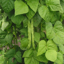 Great Northern Bean Seeds, NON-GMO, Large White, Heirloom, FREE SHIPPING - $1.77+