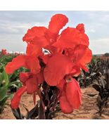 CANNA AUSTRALIA Aquatic Pond Live Plant  SUPER PRICE!!!!!!  FREE SHIPPIN... - $399.35 MXN