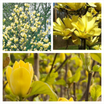 6-12&quot; Tall Live Plant 2.5&quot; Pot Yellow Bird Magnolia Tree/Shrub Ships Potted - £56.21 GBP