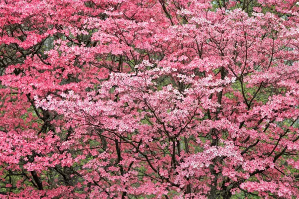 5 Pink Flowering Dogwood Tree Cornus Florida Rubra Native Ornamental Tre... - £6.29 GBP