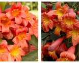 CROSSVINE BIGNONIA TANGERINE BEAUTY Rooted Starter Plant - £33.78 GBP