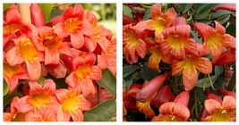 Crossvine Bignonia Tangerine Beauty Rooted Starter Plant - £33.92 GBP