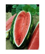 30 Seeds Watermelon Allsweet 2550 Lb Fruit New Fast Shipping - $5.00