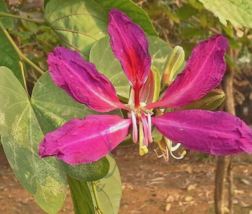 10 Pc Seeds Bauhinia Purpurea Flower, Butterfly Orchid Tree Seeds for Planting  - £20.09 GBP