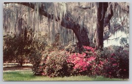 Scenic View Of Spanish Moss And Azaleas Winter Park Florida Vintage Postcard - $6.90