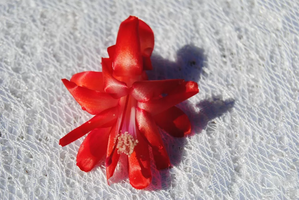 Christmas Cactus Starter Plant – Big Red, Schlumbergera Truncata for You... - $35.16