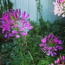 SEED- Grandfather&#39;s Whisker&#39;s or Spider Plant- Cleome - Attractive, Unique Bloom - £2.45 GBP+