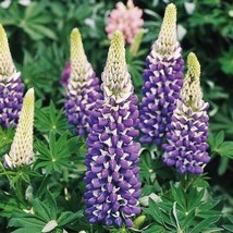 New Russell Lupine Purple The Governor Perennial Hummingbirds Love Non-GMO 20 Se - $3.98