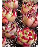 Echeveria Agavoides Seeds, Item NO. DL470C - $12.50