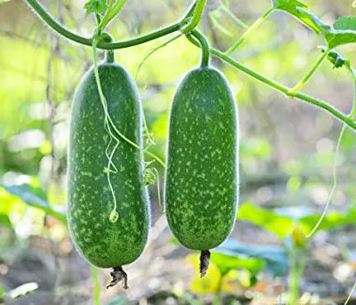 BStore 15 Organic Hairy Skin Gourd Fuzzy Melon Wax Gourd Seeds Starter Kits - $178.53 MXN