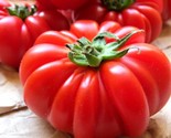 Costoluto Genovese Tomato Seeds Italian Ribbed NON-GMO  - $3.04