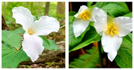 10 WHITE TRILLIUM GRANDIFLORUM Perennial WILDFLOWERS BULBS New - $60.93