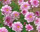 10 Seeds Double Dutch Rose Cosmos Flower - $9.67