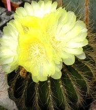 Eriocactus Claviceps rare parodia notocactus cacti cactus  semi SEED 100 SEEDS - £15.17 GBP