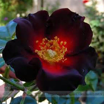 BELLFARM Santiago Black Red Rose Shrub Perennial Flowers 20 Seeds Pack Strong Fr - £2.78 GBP