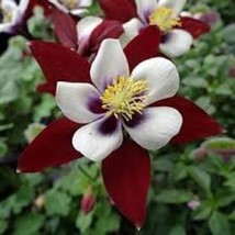 Dwarf Siberian Kale Seeds - $8.67