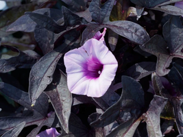 Live Plants Black Sweet Potato Vine Gardening - $52.99