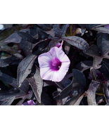 Live Plants Black Sweet Potato Vine Gardening - $72.47 CAD