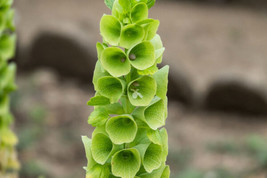150 Bells Of Ireland Moluccella Laevis Lady In   - £13.58 GBP