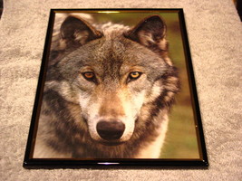 WOLF 8X10 FRAMED PICTURE #4 - £11.15 GBP