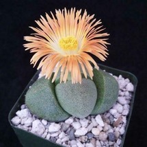 Cacti Pleiospilos nelii mesembs split rock cactus Succulent real live plant - £32.51 GBP