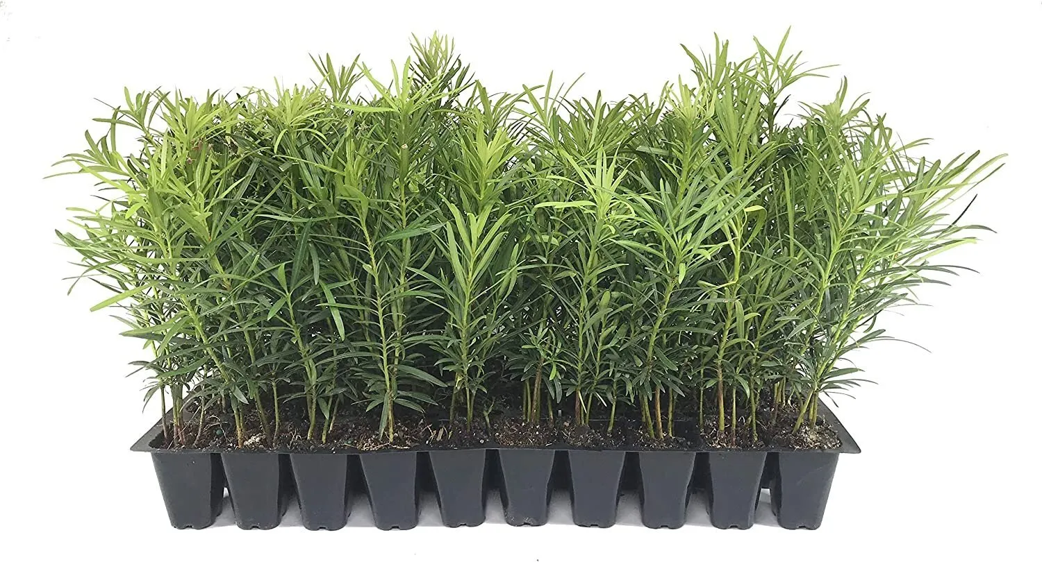 Podocarpus Macrophyllus Japanese Yew 10 Live Plants Privacy Hedge - $67.97