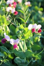 Fresh 50 Austrian Winter Pea Caley Flower Pisum Sativum Ground Cover Cro... - $3.50